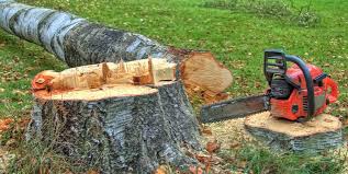 Best Leaf Removal  in Sa Conejo, CA