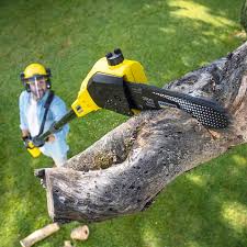 Best Seasonal Cleanup (Spring/Fall)  in Sa Conejo, CA