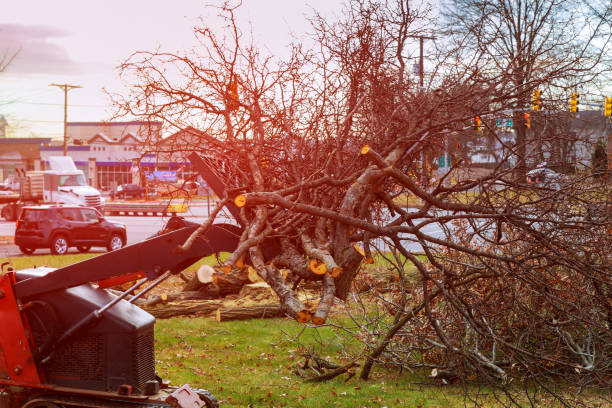 Best Firewood Processing and Delivery  in Sa Conejo, CA