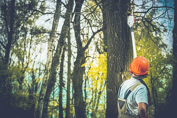 How Our Tree Care Process Works  in  Casa Conejo, CA