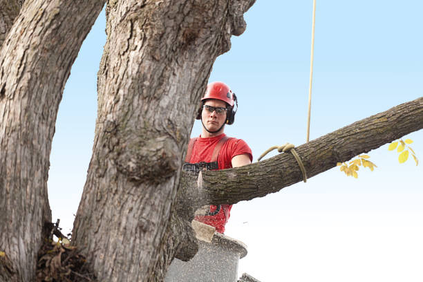 Professional Tree Care in Casa Conejo, CA
